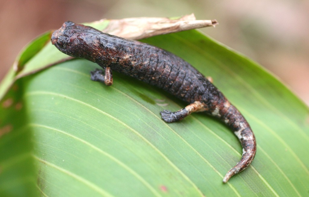 Bolitoglossa dofleini