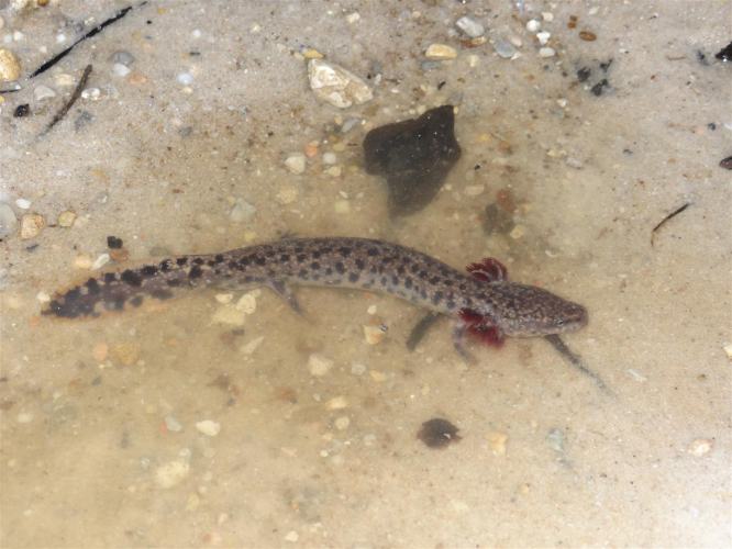 Necturus beyeri