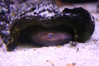 Necturus lewisi
