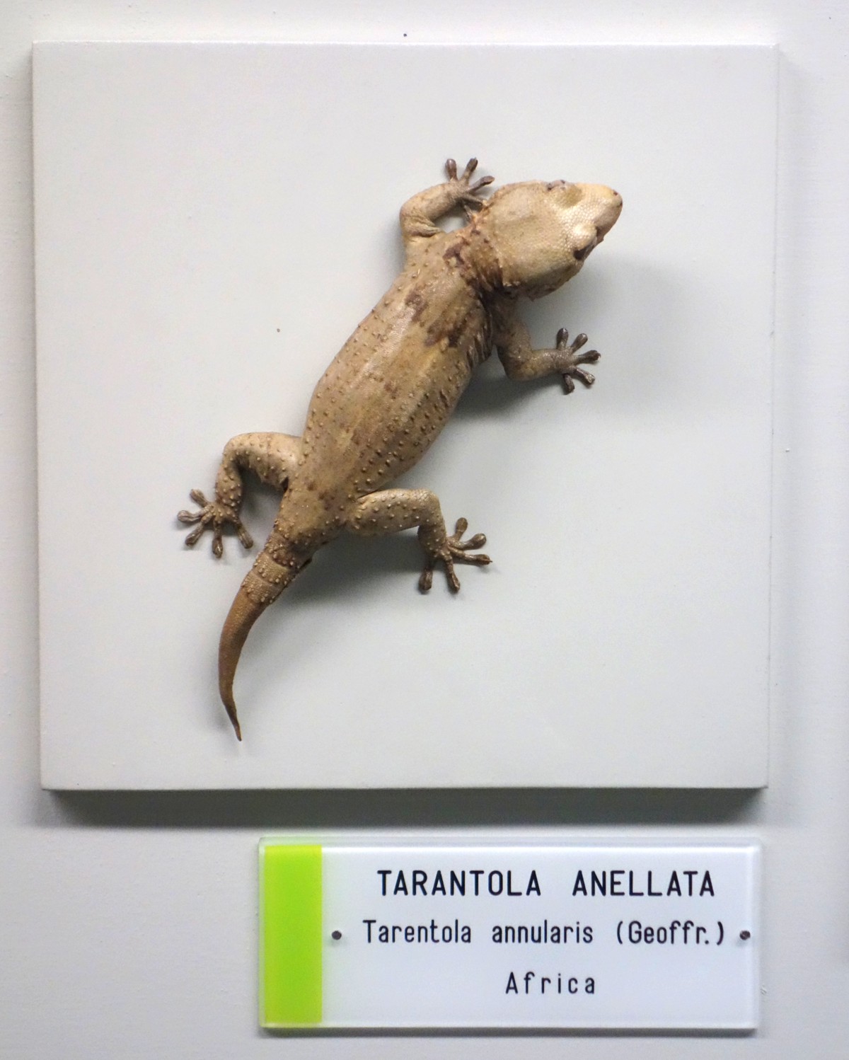Tarentola annularis