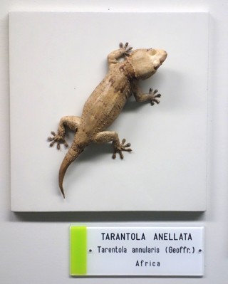 Tarentola annularis