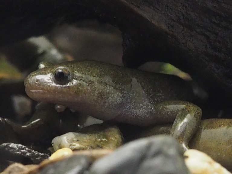 Hynobius dunni