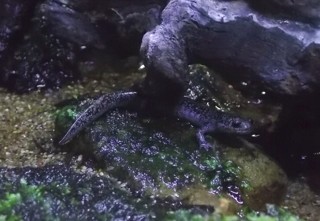 Hynobius tokyoensis