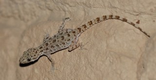 Cyrtopodion scabrum