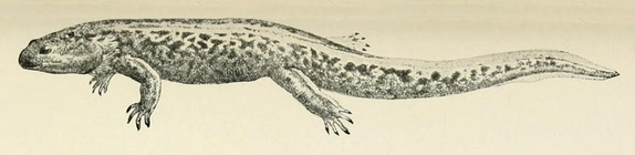 Onychodactylus japonicus