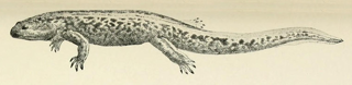 Onychodactylus japonicus