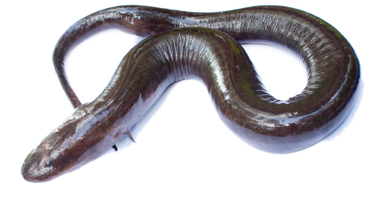Amphiuma means