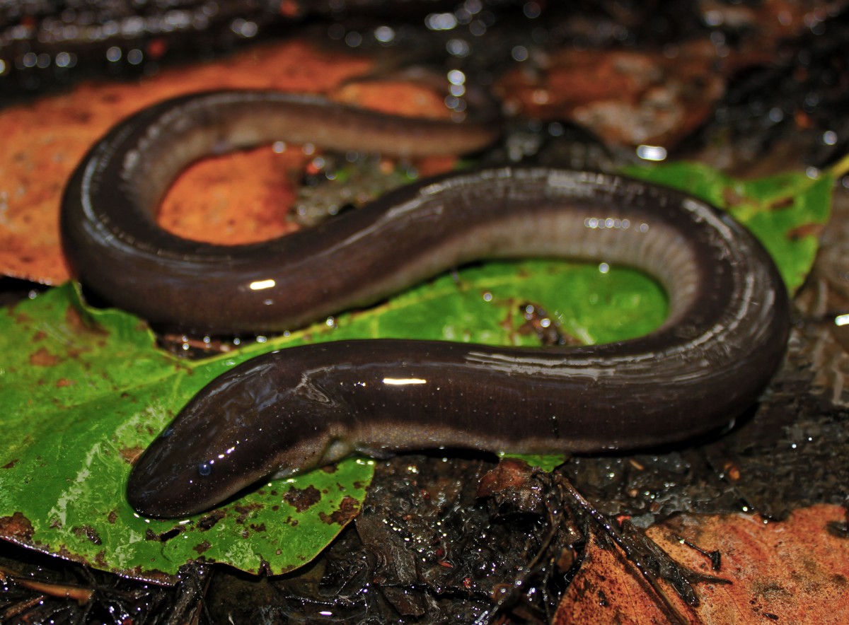 Amphiuma tridactylum
