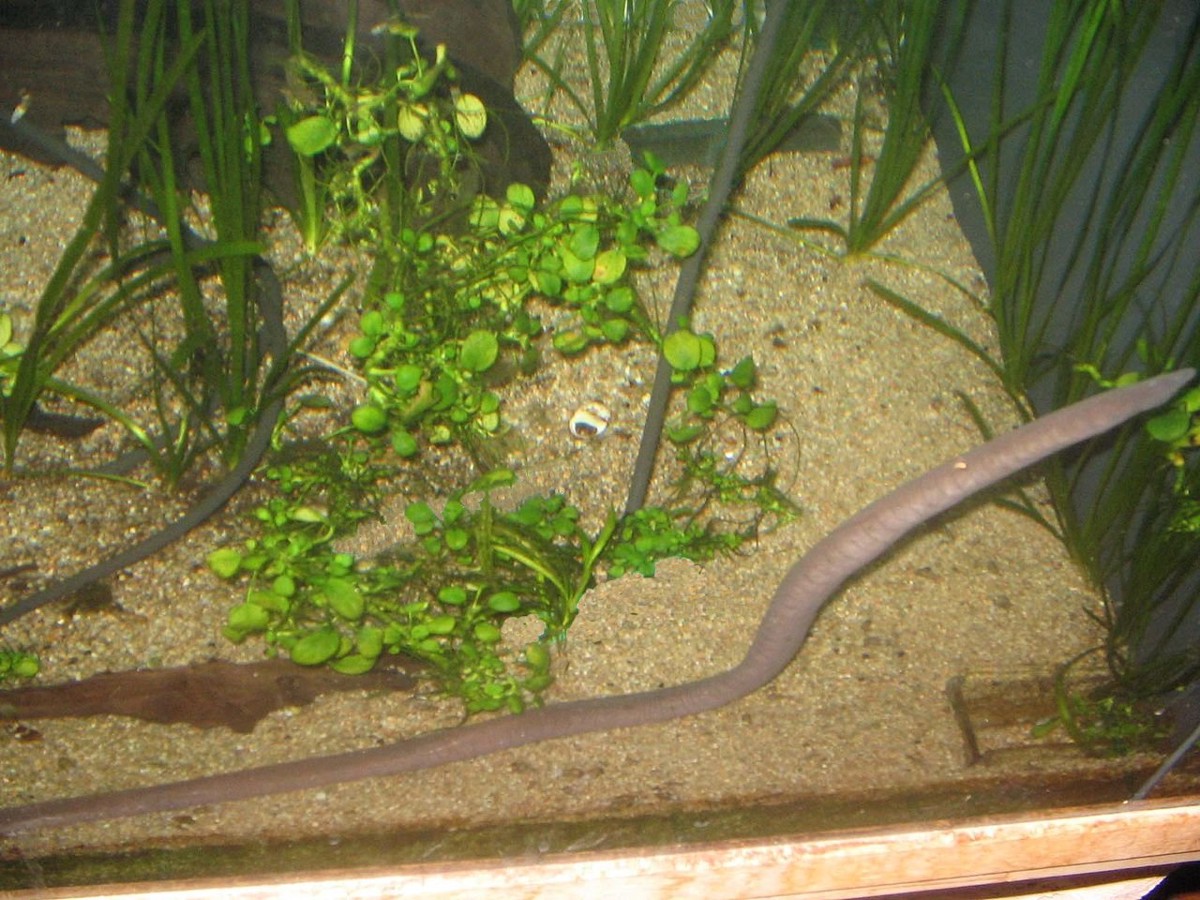 Typhlonectes natans