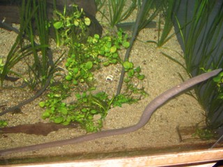 Typhlonectes natans