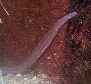 Potomotyphlus kaupii