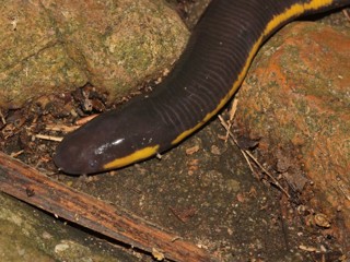 Ichthyophis kohtaoensis