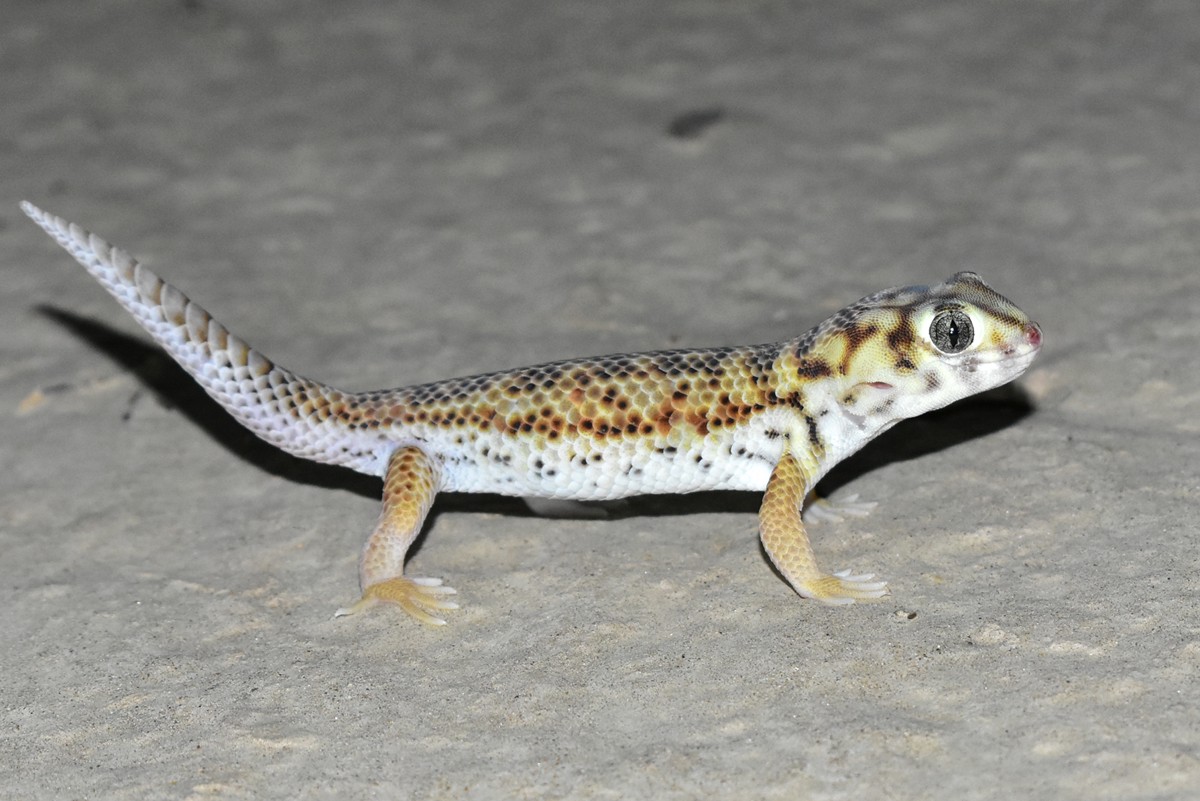 Teratoscincus scincus