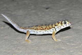 Teratoscincus scincus