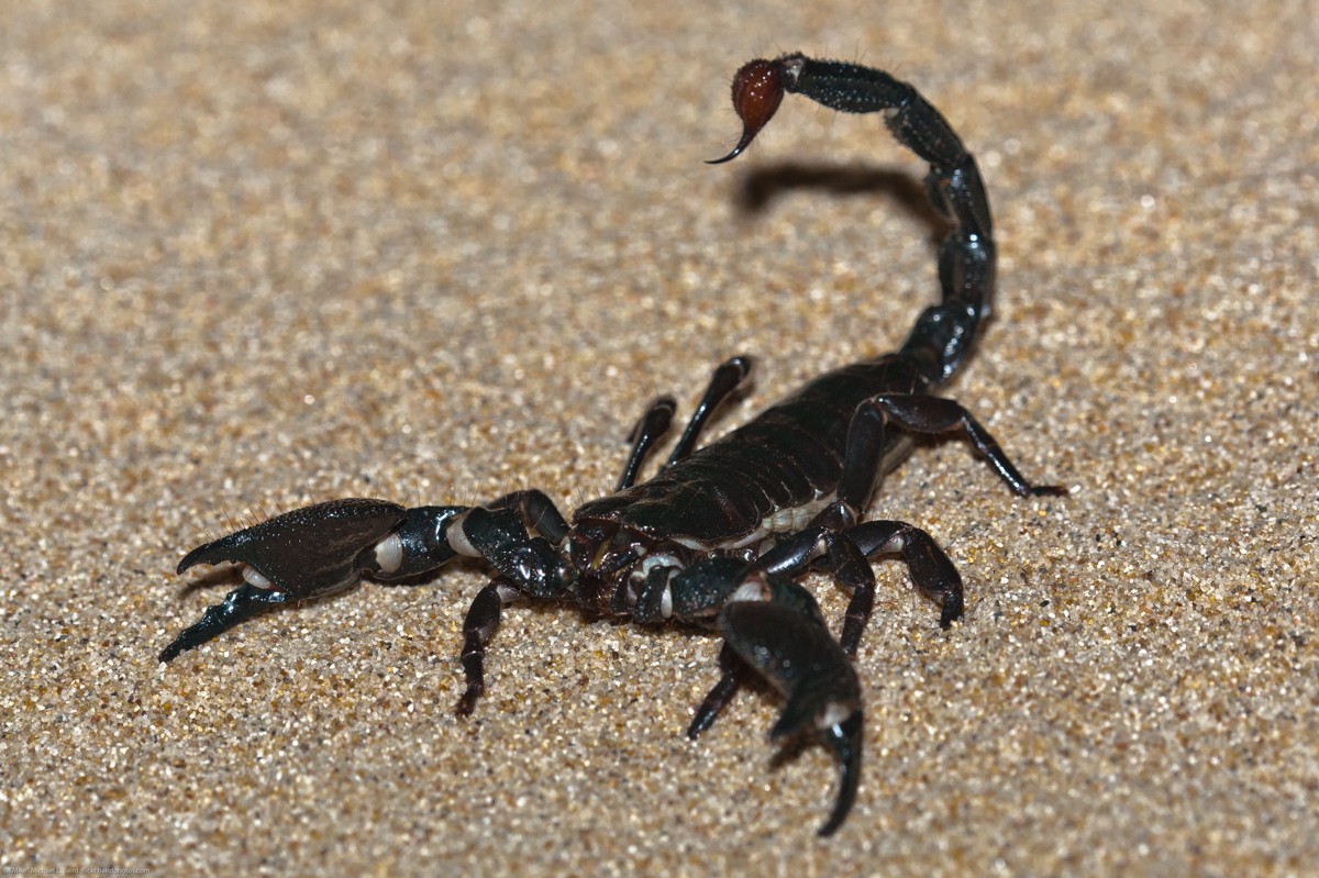 Pandinus imperator