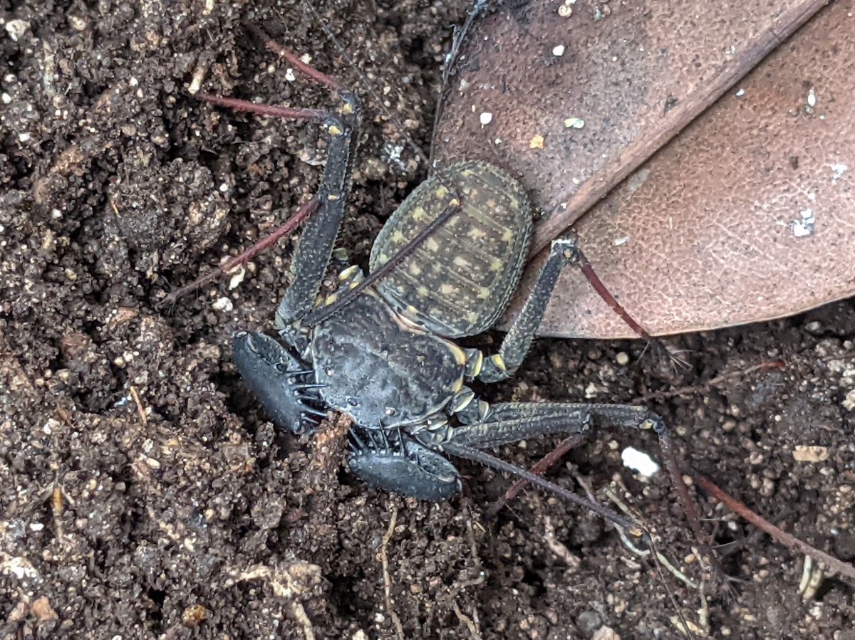 Phrynus marginemaculatus