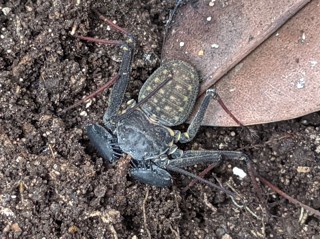Phrynus marginemaculatus