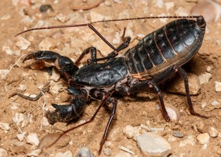 Mastigoproctus giganteus