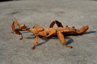 Extatosoma tiaratum