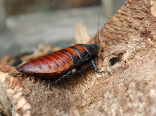 Gromphadorhina portentosa