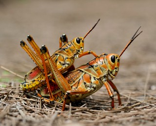 Romalea microptera