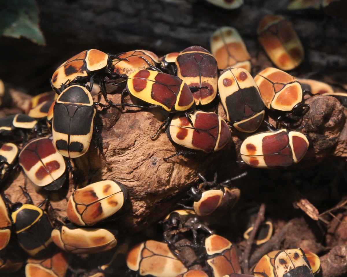 Pachnoda marginata