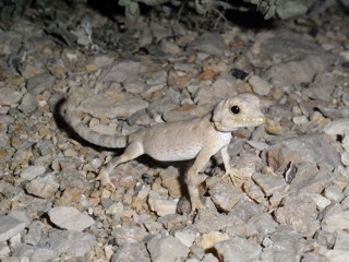Pristurus carteri