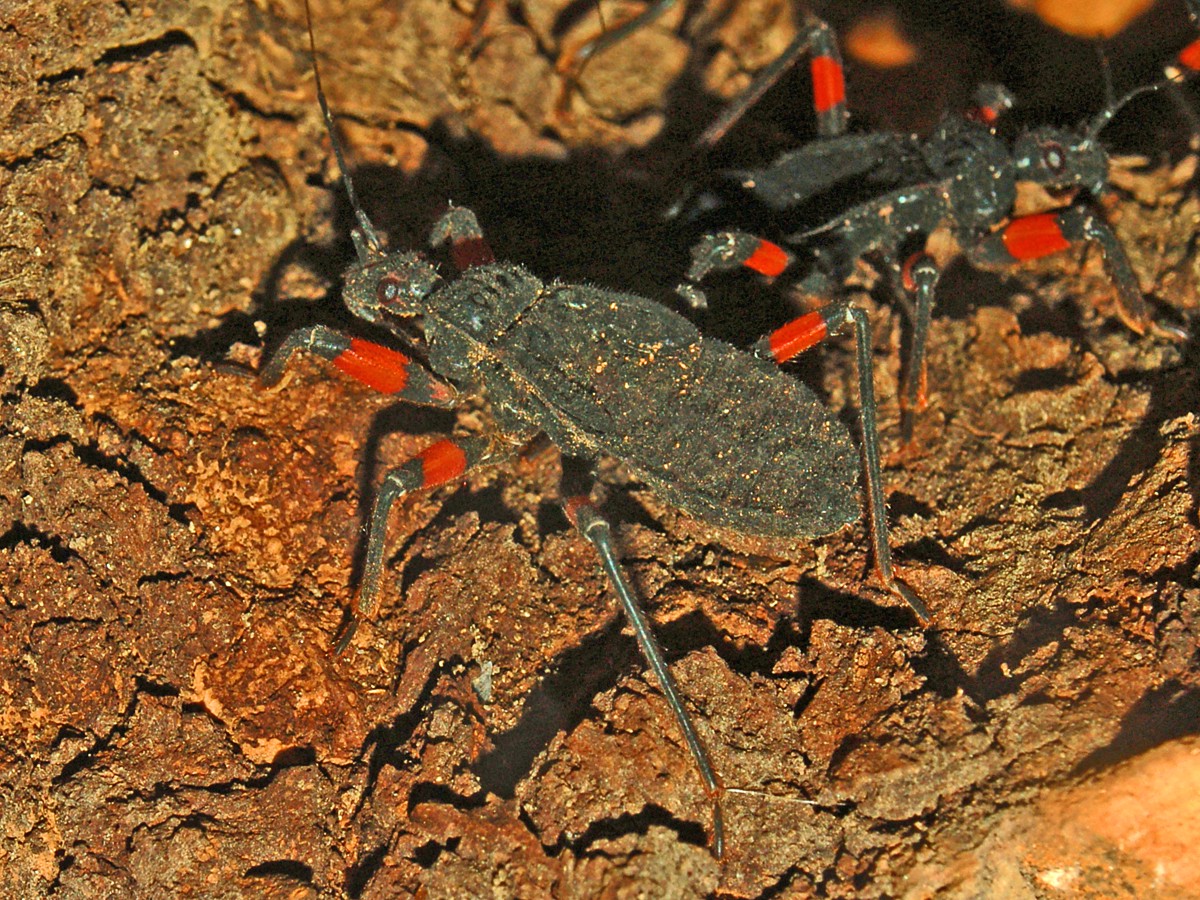 Platymeris rhadamanthus