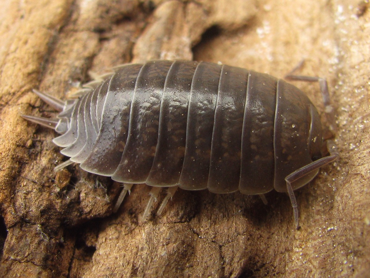 Porcellio laevis