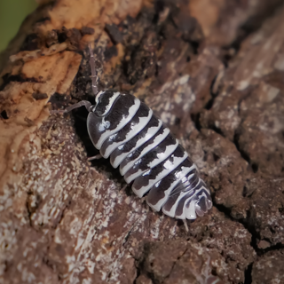 Armadillidium maculatum