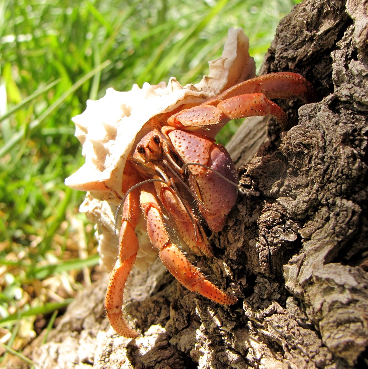 Coenobita clypeatus