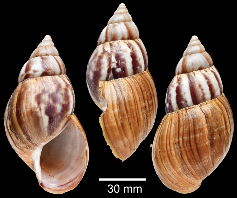 Lissachatina fulica