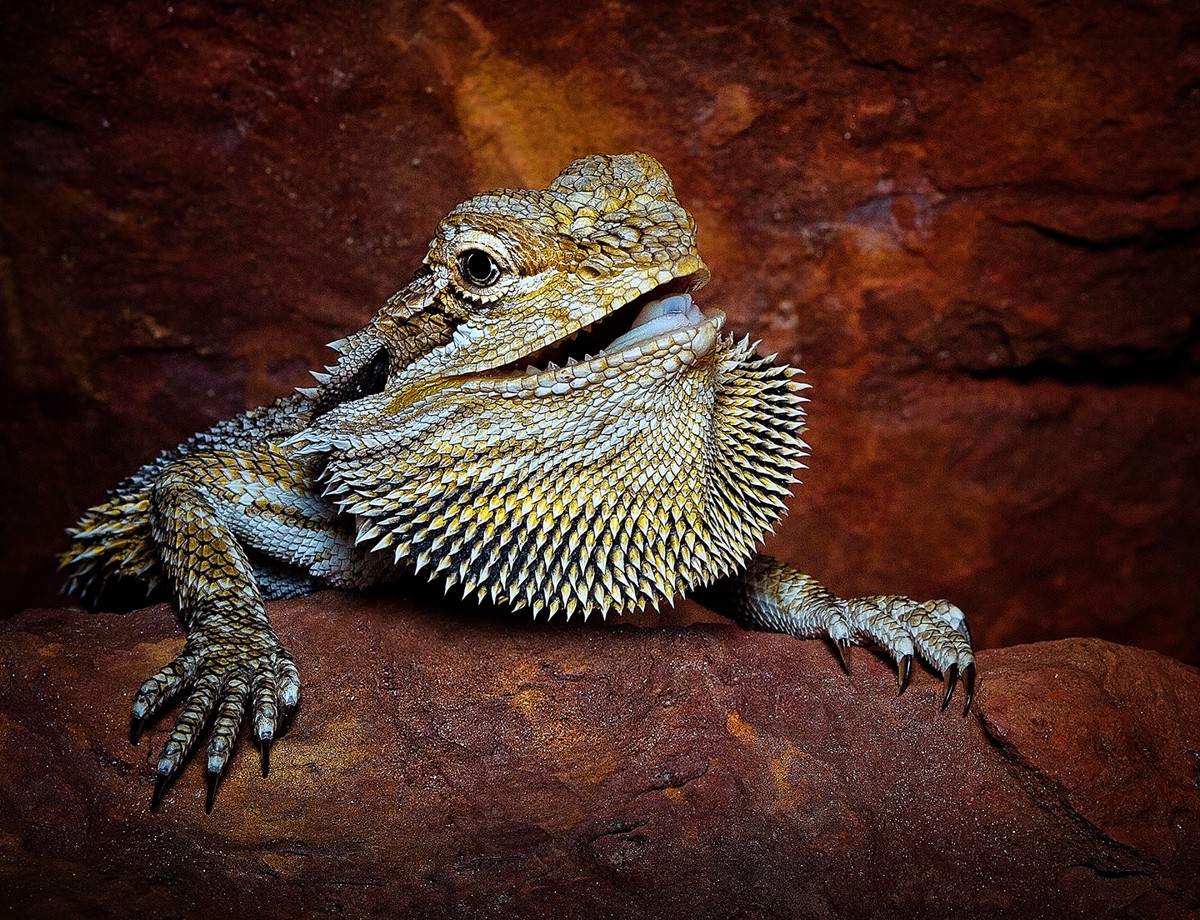 Pogona vitticeps