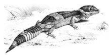 Eublepharis hardwickii