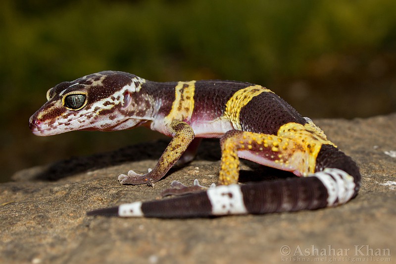 Eublepharis satpuraensis
