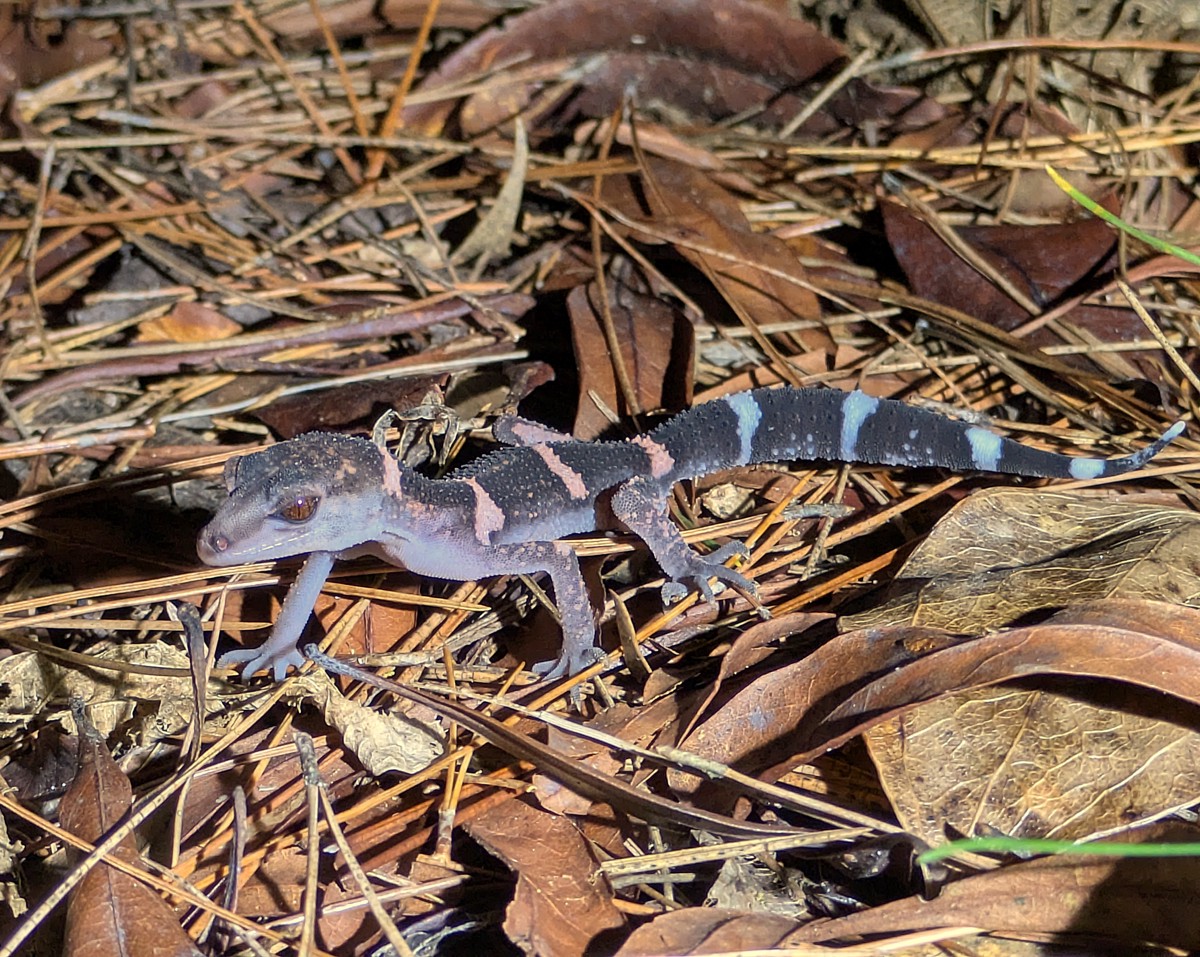 Goniurosaurus splendens