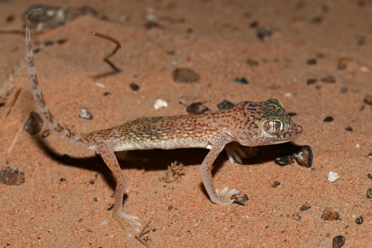 Stenodactylus doriae