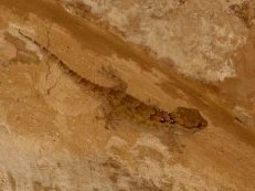 Stenodactylus petrii